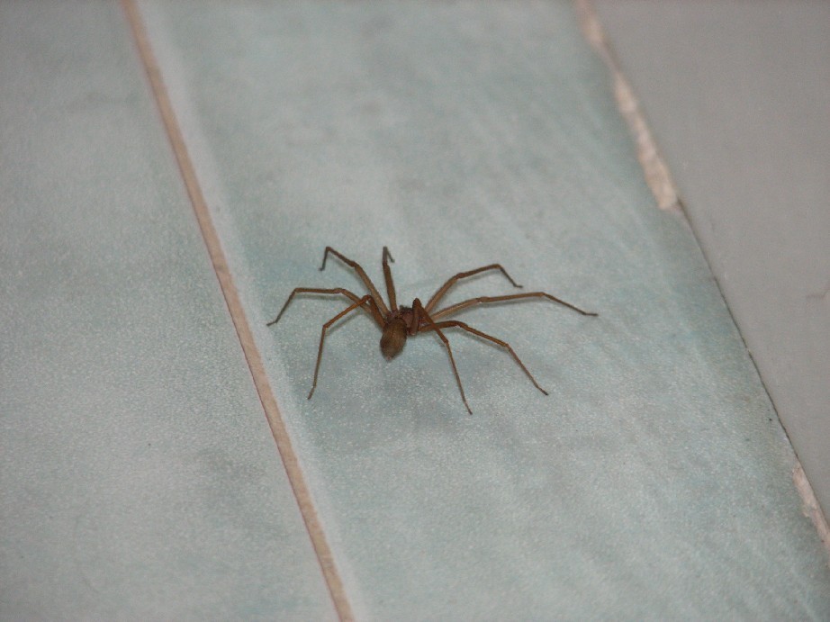 Loxosceles rufescens